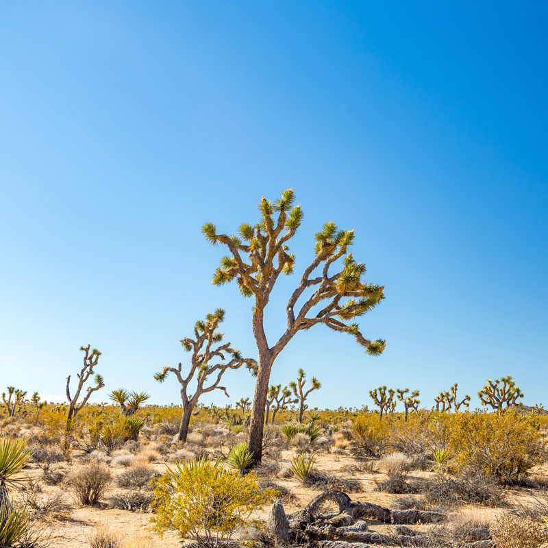 image of trees at joshua tree national park