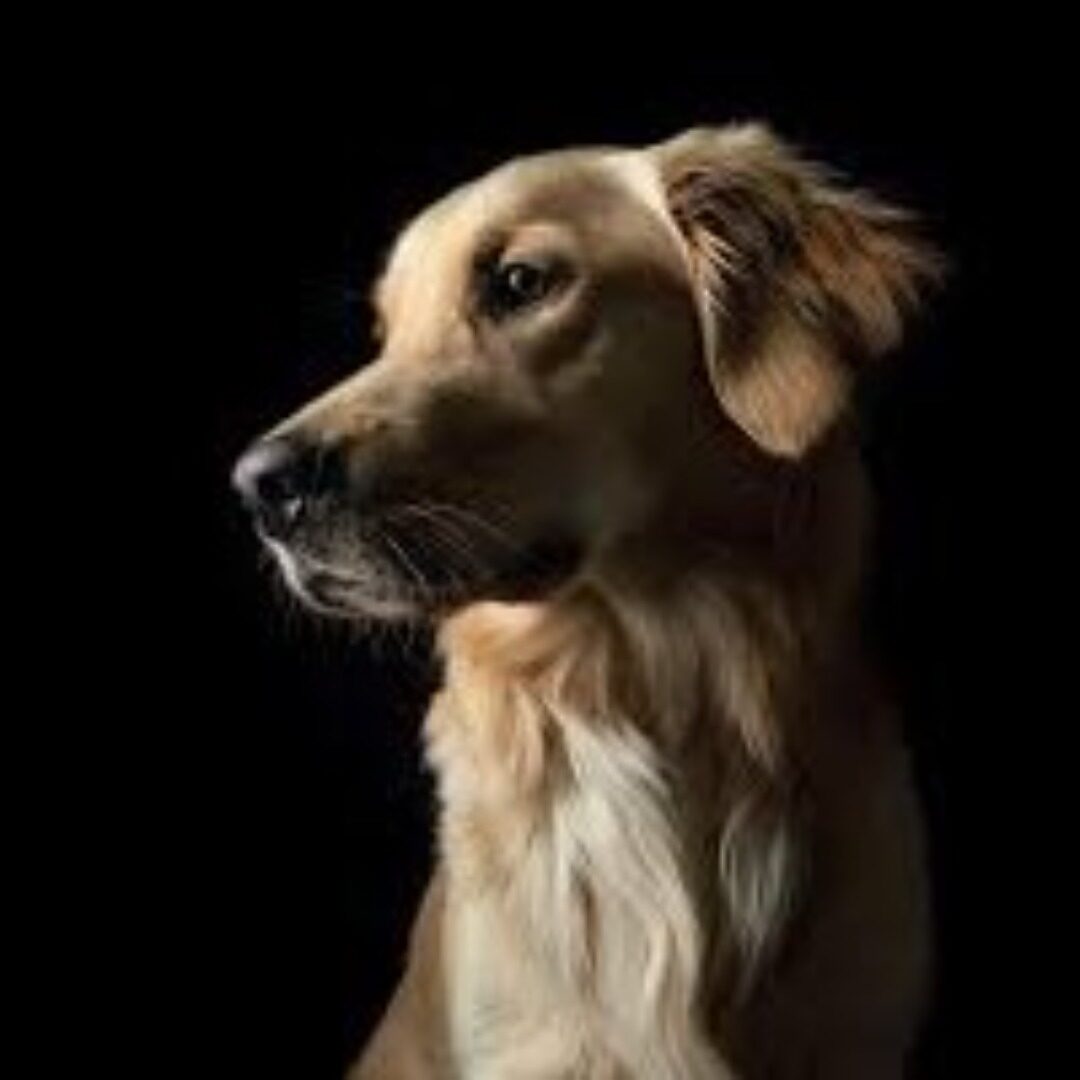 Fido